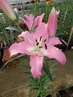 [4181 Macerata VH No02.JPG]